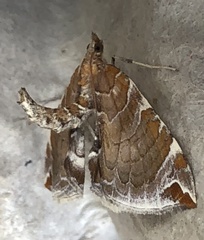Eulithis molliculata