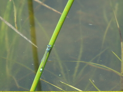 Ischnura aralensis