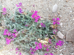 Oxytropis lanata