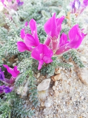 Oxytropis lanata