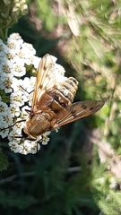 Pangonius pyritosus