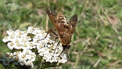 Pangonius pyritosus
