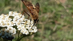 Pangonius pyritosus