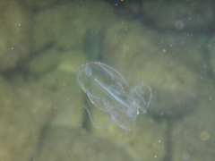 Leucothea multicornis