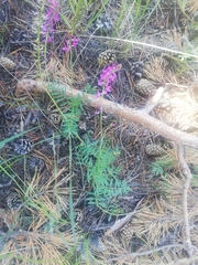 Astragalus versicolor