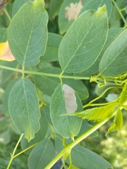 Chrysaster ostensackenella