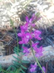 Astragalus versicolor