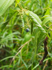Miconia heteroclita