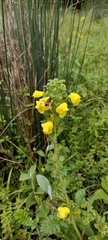 Pedicularis hoffmeisteri