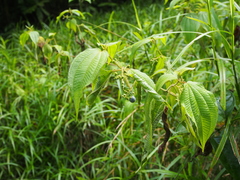 Miconia heteroclita