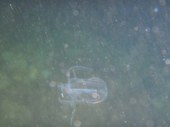 Leucothea multicornis