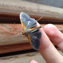 Filodes costivitralis