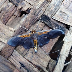 Filodes costivitralis