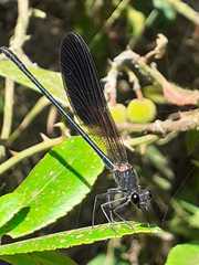 Calopteryx haemorrhoidalis