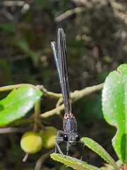 Calopteryx haemorrhoidalis
