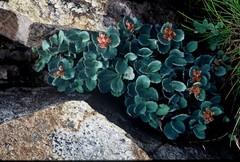 Phedimus subcapitatum