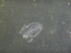 Leucothea multicornis