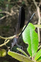 Calopteryx haemorrhoidalis