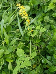 Corydalis cornuta