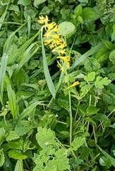 Corydalis cornuta