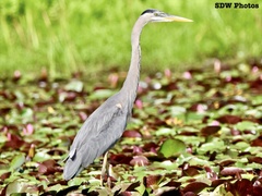 Ardea herodias