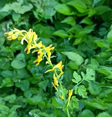 Corydalis cornuta