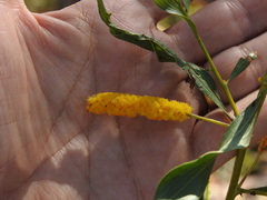 Acacia helicophylla