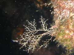 Eudendrium racemosum