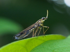 Dictyopharoides