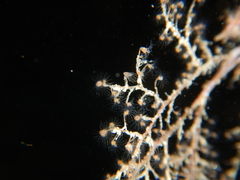 Eudendrium racemosum