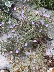 Limonium cancellatum