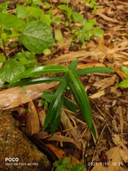 Hemidesmus indicus