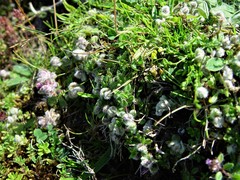 Aceria thomasi