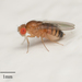 Common Fruit Fly - Photo no rights reserved, uploaded by Jesse Rorabaugh