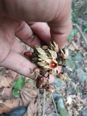 Sterculia villosa