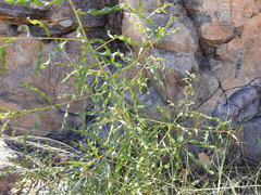 Acacia helicophylla