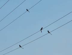 Dicrurus macrocercus