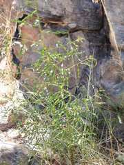 Acacia helicophylla