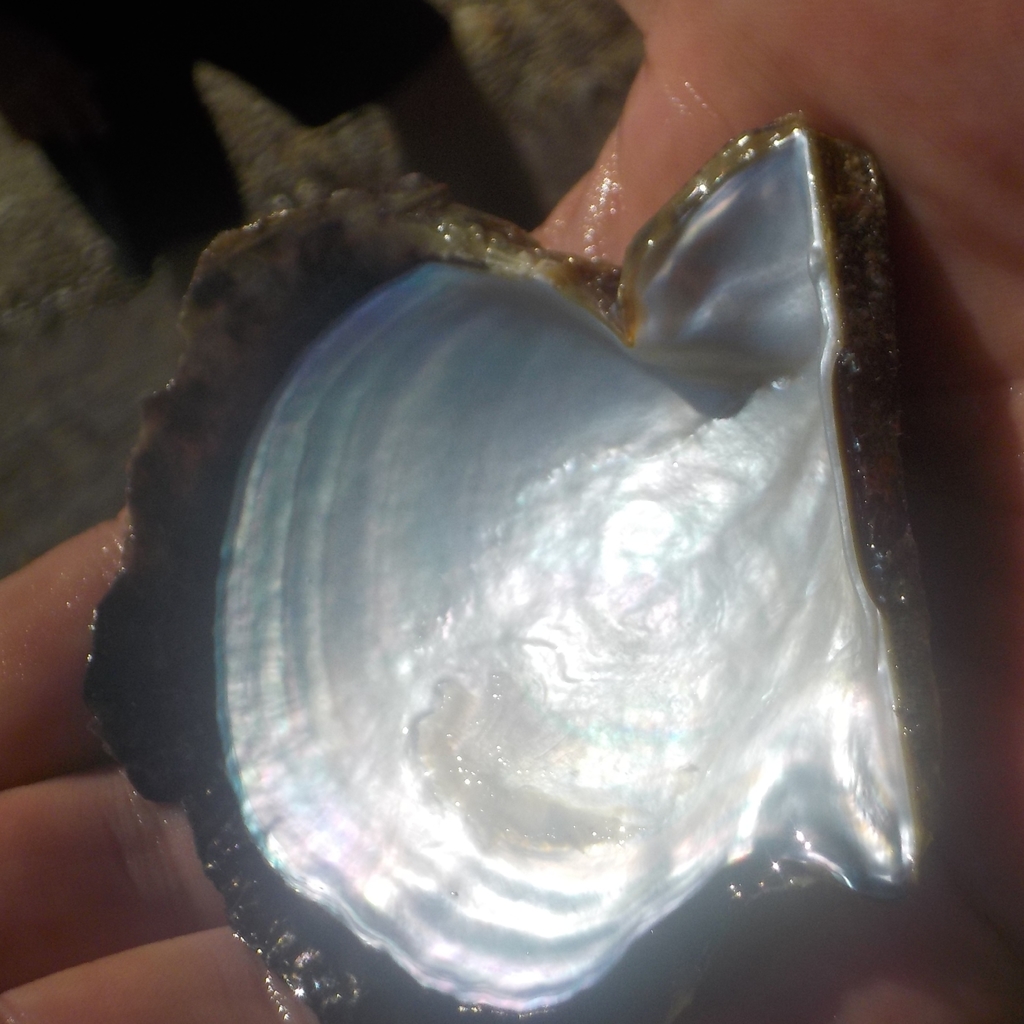 Photo of Atlantic pearl oyster (Pinctada radiata)