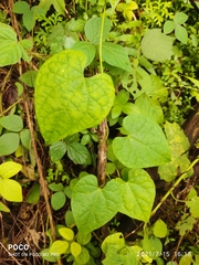 Tinospora sinensis