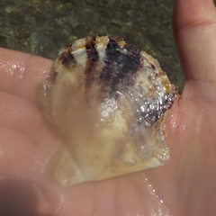 Pinctada imbricata