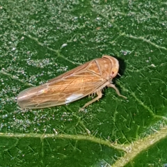 Idiodonus cruentatus