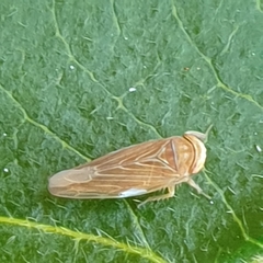 Idiodonus cruentatus