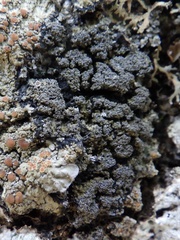 Fuscopannaria mediterranea