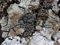 Fuscopannaria mediterranea