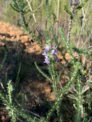Aspalathus cephalotes violacea