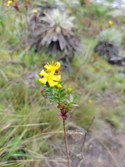Hypericum mexicanum