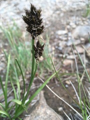 Carex ebenea