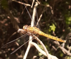 Orthetrum coerulescens