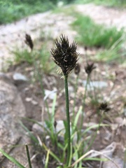 Carex ebenea